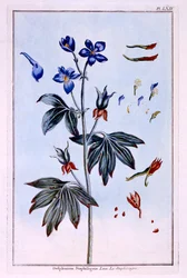 Delphinium